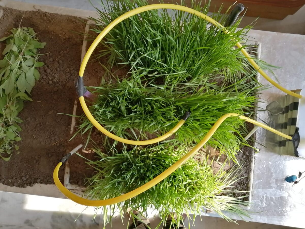 Drip irrigation model, national science exhibition